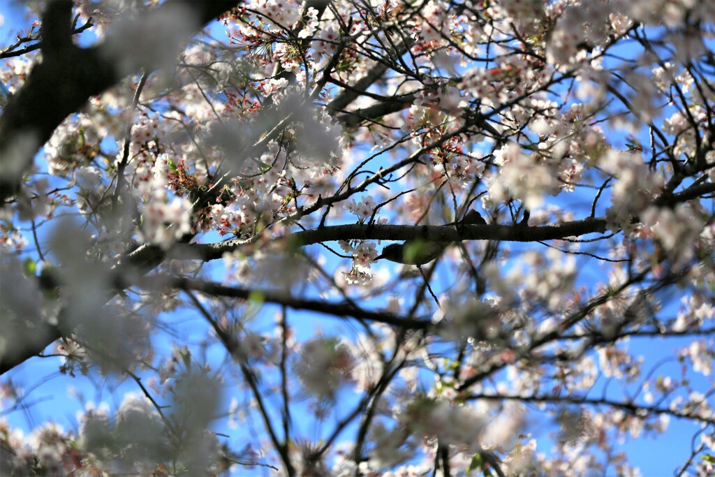 桜好きな鳥