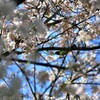 桜好きな鳥