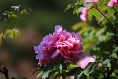 幾重の花びら