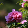 幾重の花びら