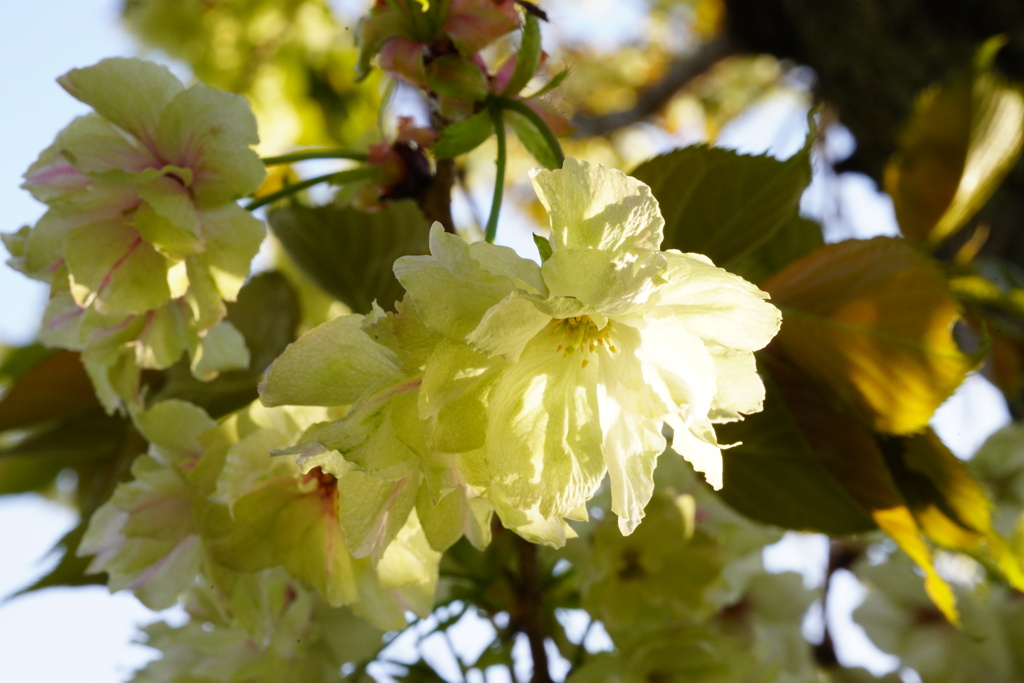 ウコン桜