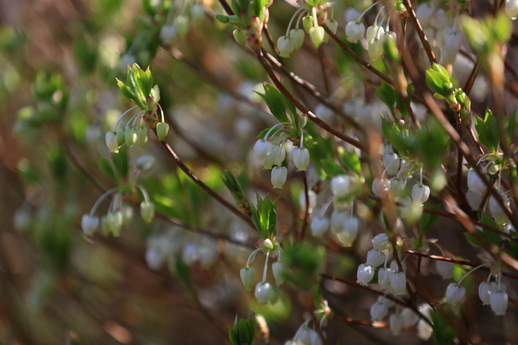 ドウダンツツジ咲く
