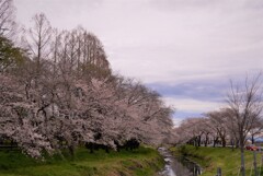 小川と桜