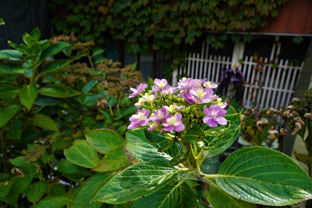 紫陽花が綺麗に咲いてる