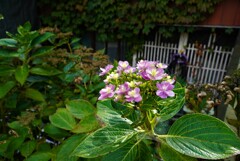 紫陽花が綺麗に咲いてる