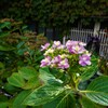 紫陽花が綺麗に咲いてる