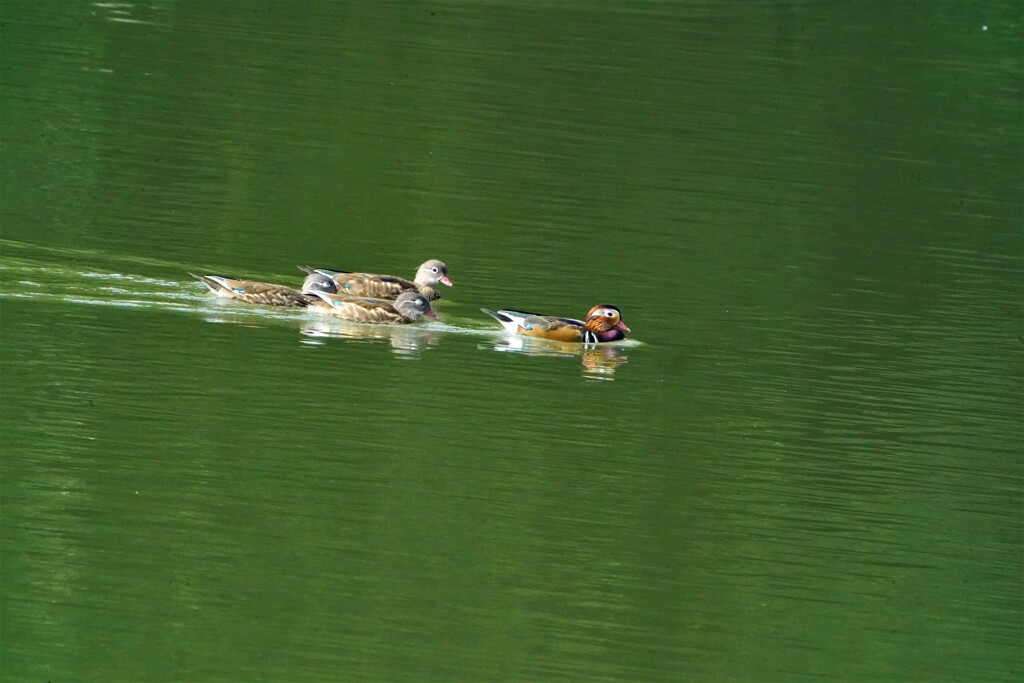 家族で泳いでるのかな