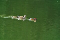 家族で泳いでるのかな