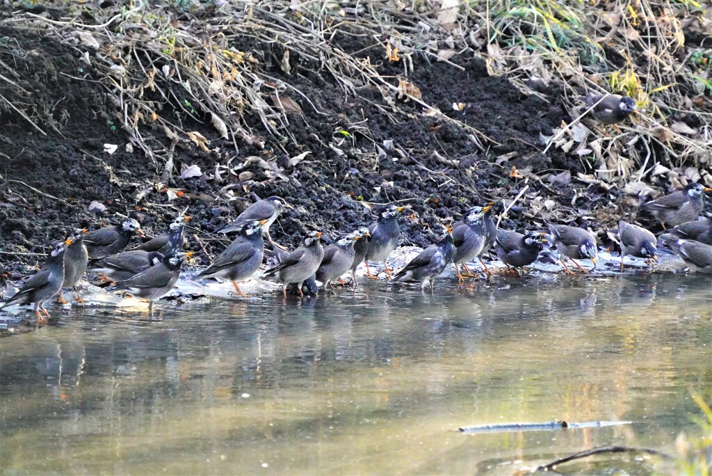 集団で水飲み