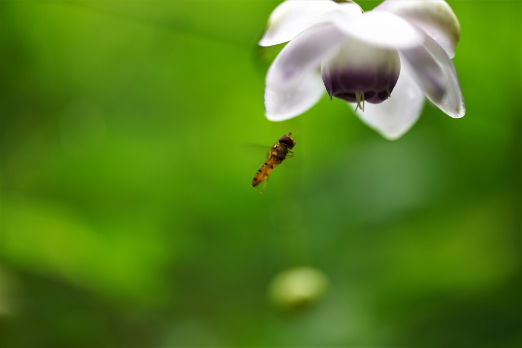 蜜に魅かれて