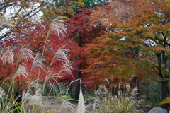 ススキと紅葉