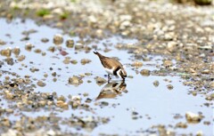 コチドリの水飲み