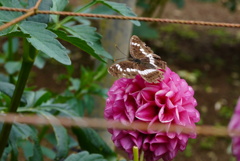 好かれる花