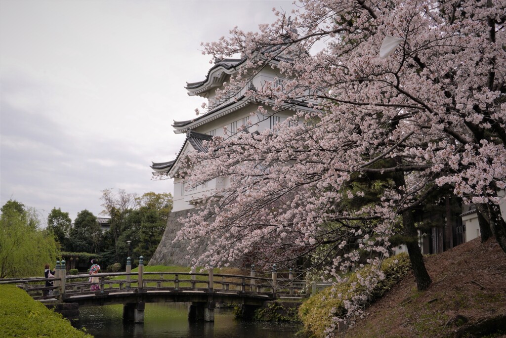 城と桜
