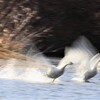 白鳥の飛び出し