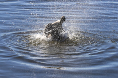 鴨の水浴び
