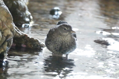 カワガラスの雛