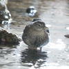 カワガラスの雛