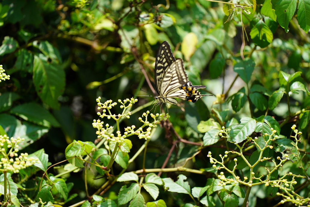 庭で遊ぶキアゲハ