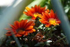 カメラとレンズの試し撮り１