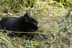黒猫