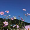 青空とコスモス