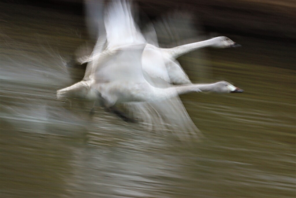 白鳥家族飛ぶ