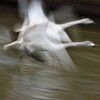 白鳥家族飛ぶ