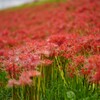 土手に咲く彼岸花