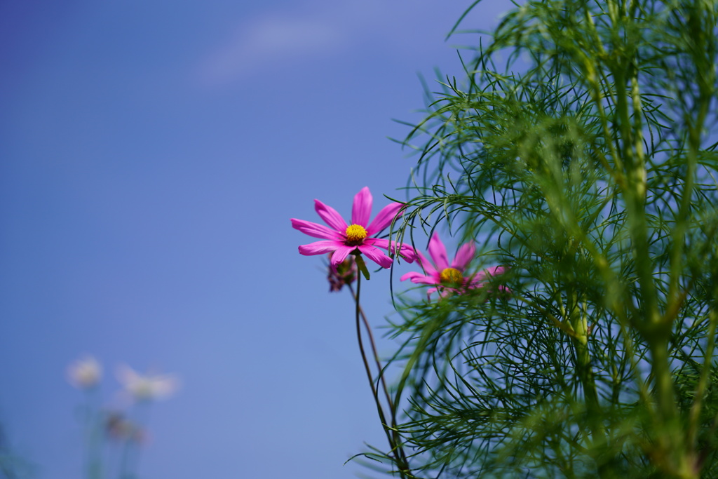 コスモスと青空
