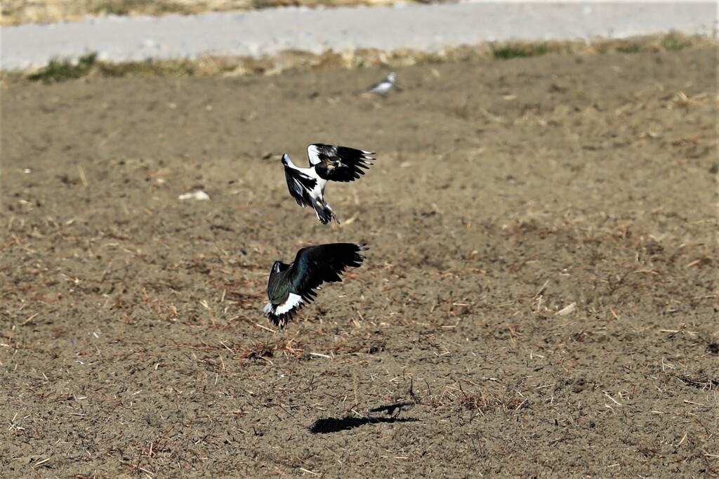 タゲリのバトル？1