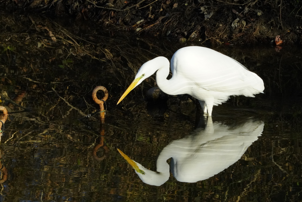 鷺の映り込み