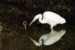 鷺の映り込み