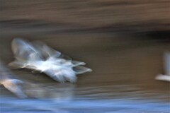 白鳥をスロー撮影