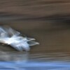 白鳥をスロー撮影