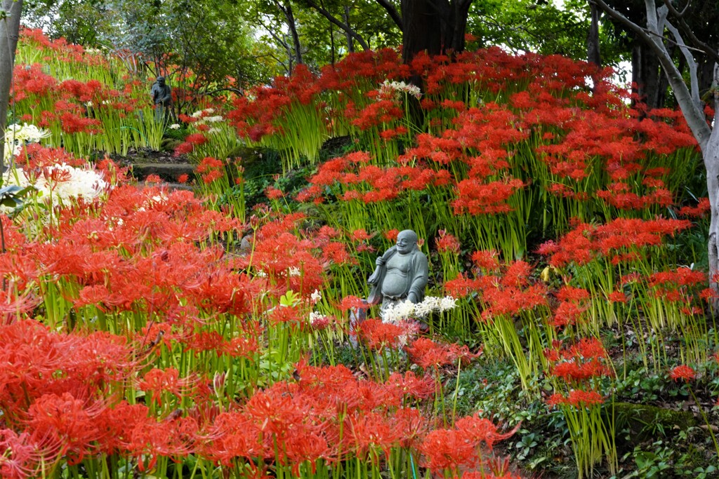 彼岸花畑？