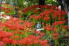 彼岸花畑？