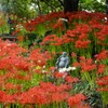彼岸花畑？
