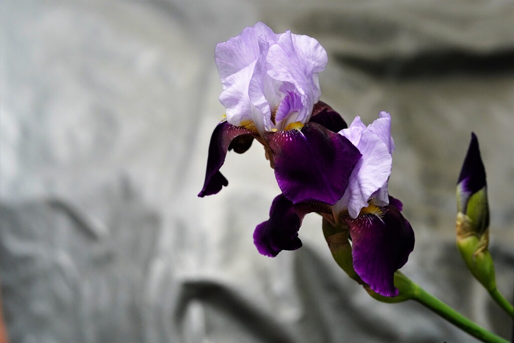 ジャーマンアイリス