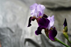 ジャーマンアイリス