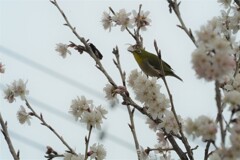 桜に誘われて