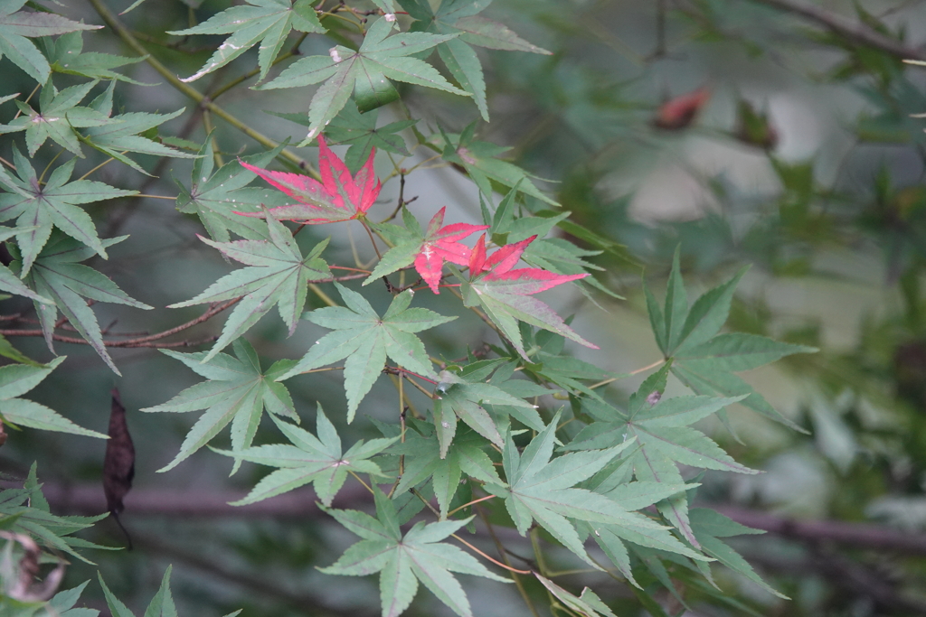 部分紅葉