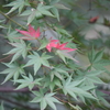 部分紅葉