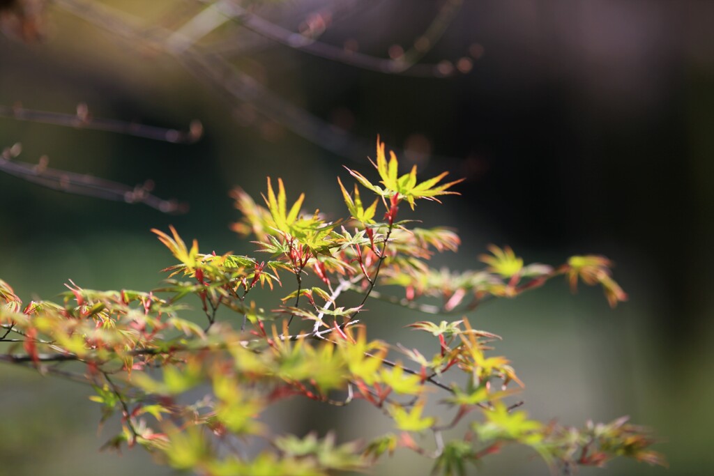 モミジの芽生え