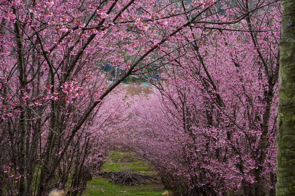 桜のトンネル