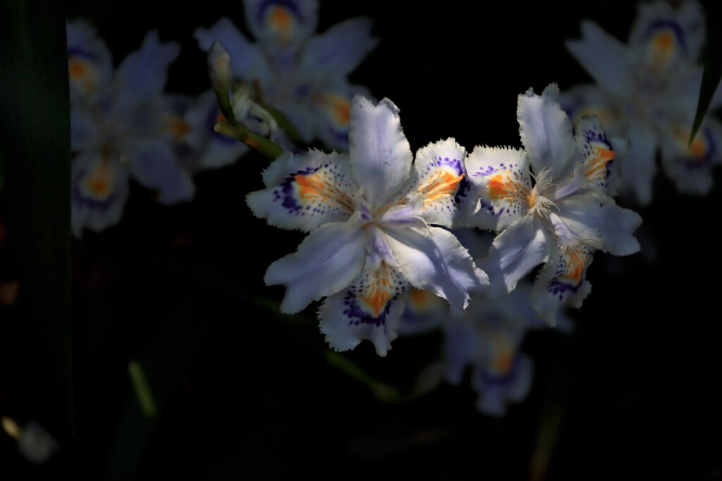 木陰に咲くシャガ