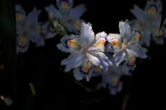 木陰に咲くシャガ