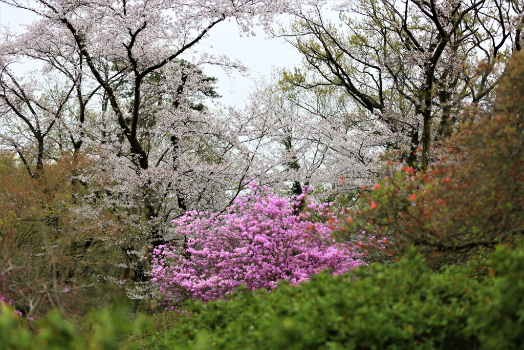 ツツジと桜