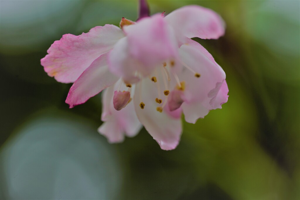 一輪の花カイドウ