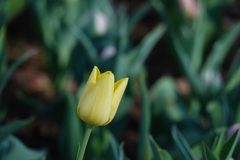 咲いた♪咲いた
